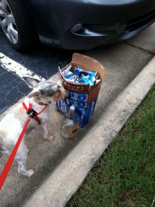 dog and beer