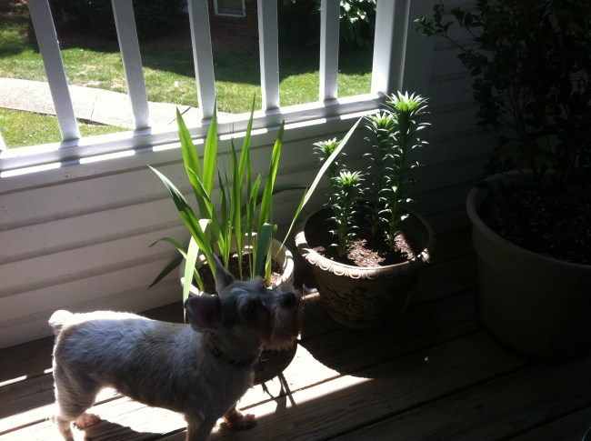 dog and plant