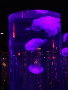 Purple jellyfish