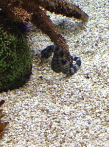 seahorse