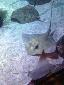 Stingrays