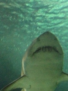 shark up close