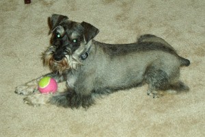 mini schnauzer