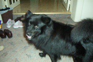 German Spitz