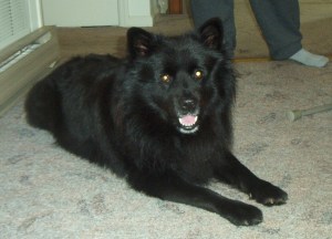 German Spitz