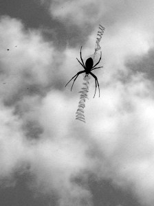 large spider