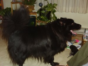 German Spitz