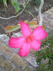 pink flower