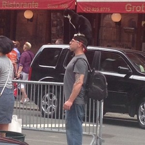 cat sitting on man's head