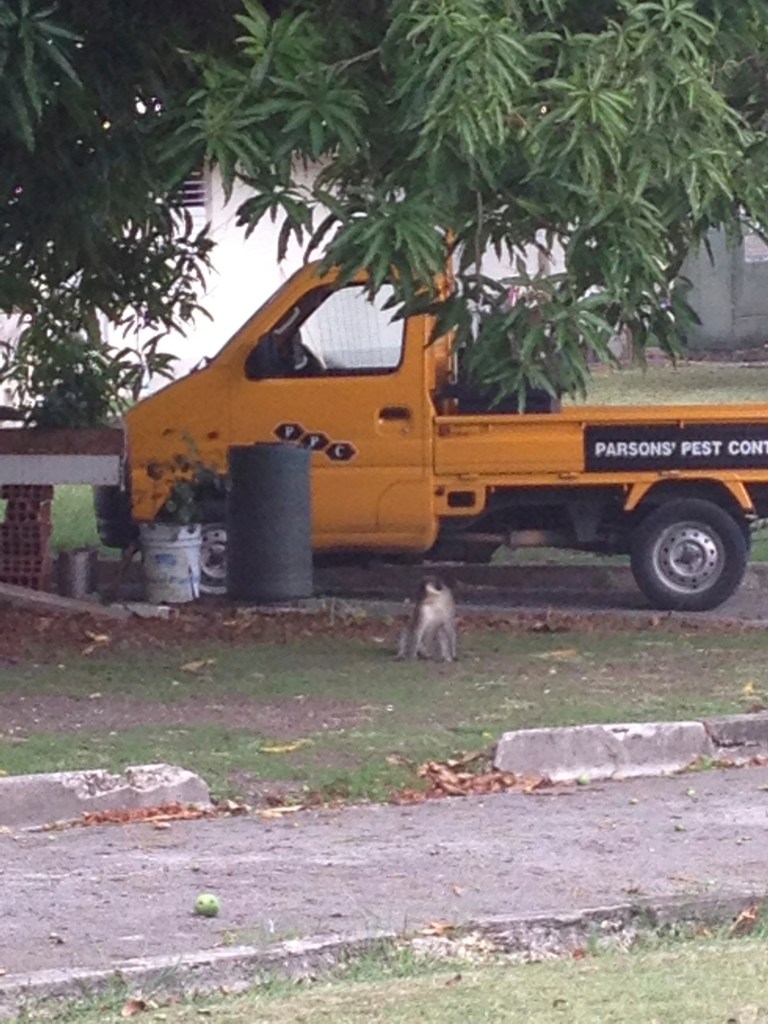 Green monkey in the city