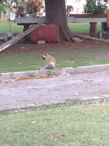 monkey and breadfruit
