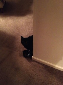 black cat peeking timidly around a corner