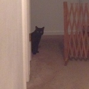 black cat looking down the hall