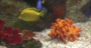 Orange under the sea