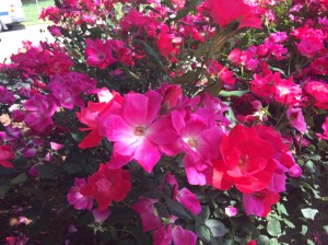 pink flowers