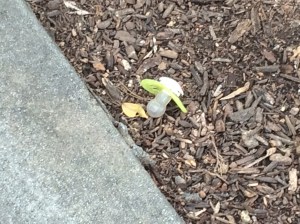 baby pacifier on the ground