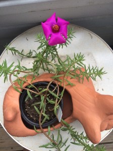 scottish terrier planter