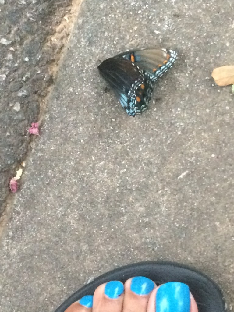 Dying butterfly