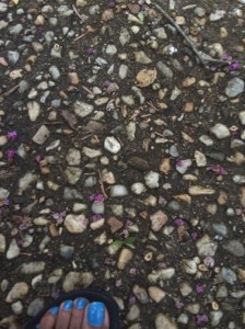 rock path with dead flowers