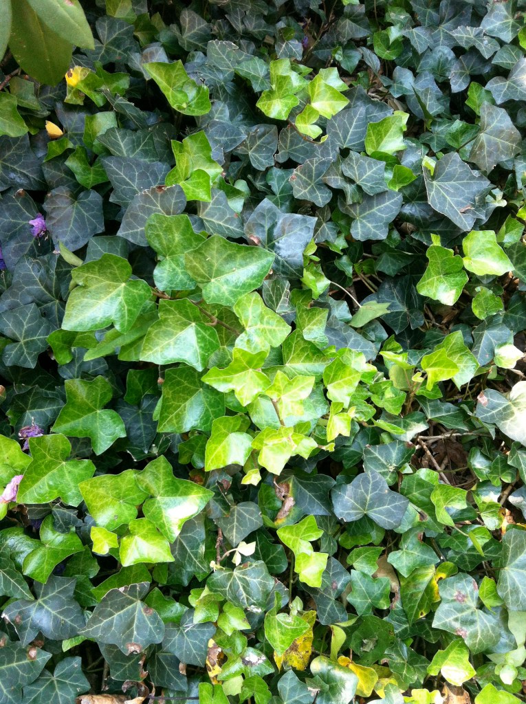 ivy plant