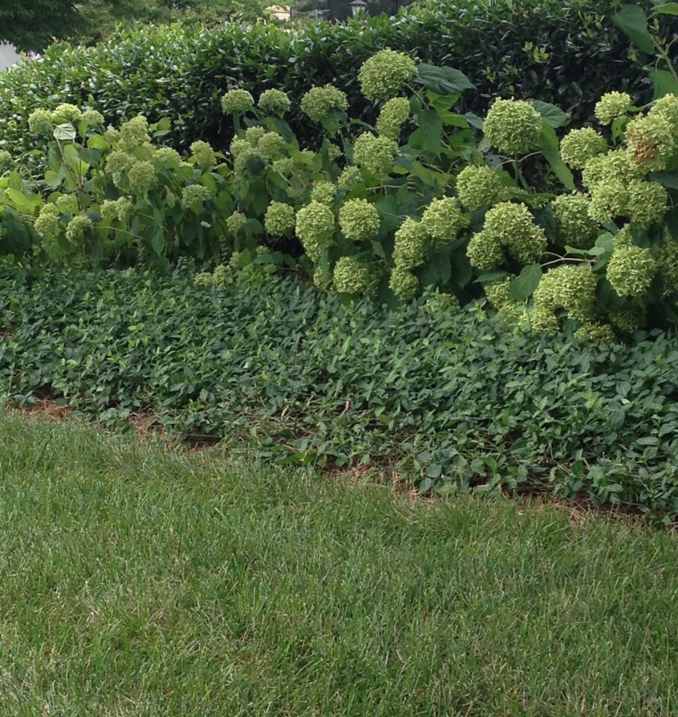 green grass, ground cover, flowers and trees