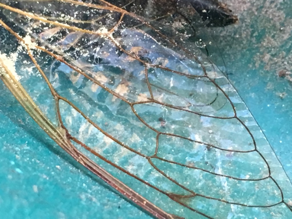 Cicada Wing