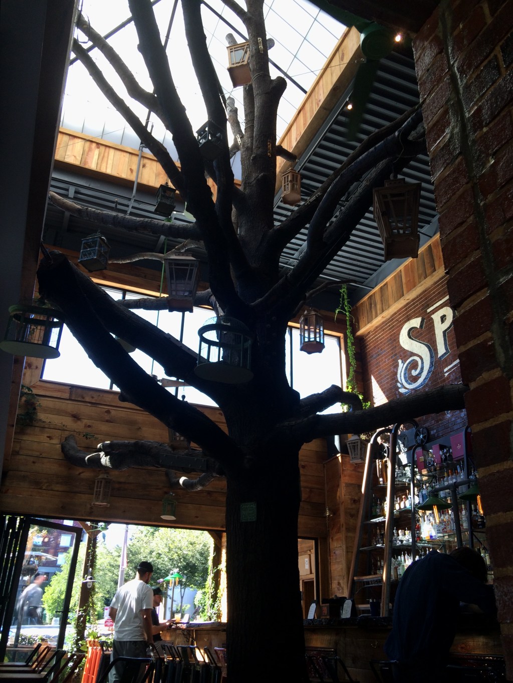 Oak tree in Raleigh Beer Garden