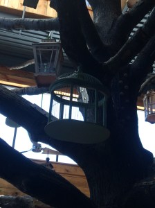 bird feeder and cage in oak tree