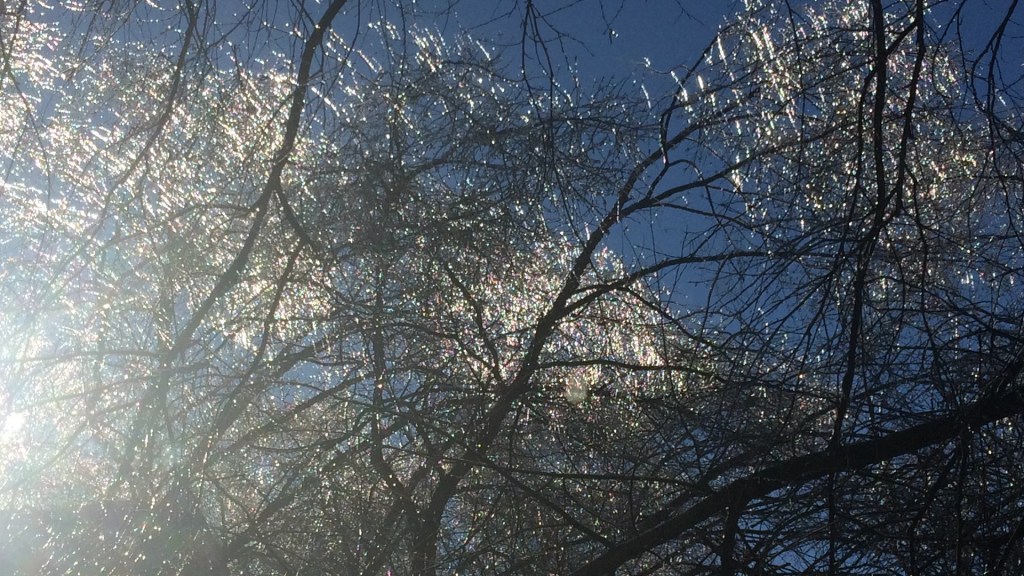 snow glittering in the trees