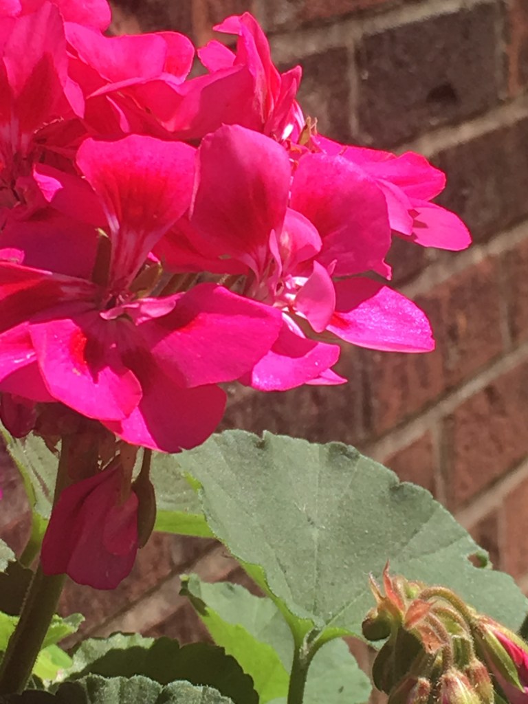 fuchsia flowers against brick wall