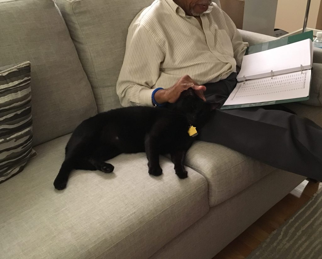 black cat sitting with man reading