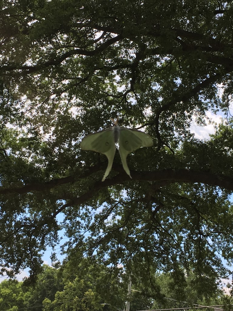 flying bug on my office window