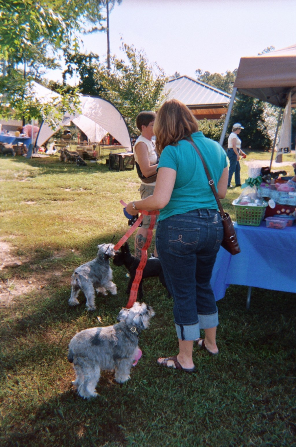 two mini schnauzers at the park
