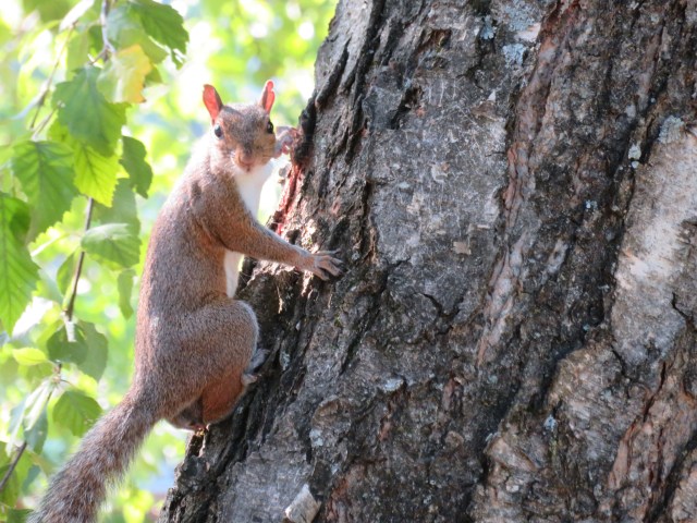 Photo of facing eye to eye with a squirrel climbing a tree.