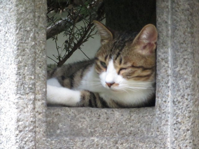 cat nap with one eye open