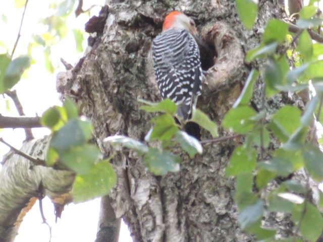 red-bellied woodpecker oneats from tree with heart-shaped cavity