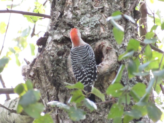 red-bellied woodpecker on tree with heart-shaped cavity