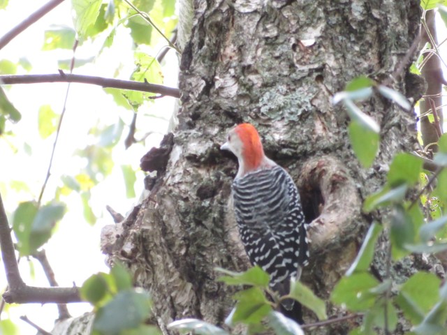 red-bellied woodpecker on tree with heart-shaped cavity