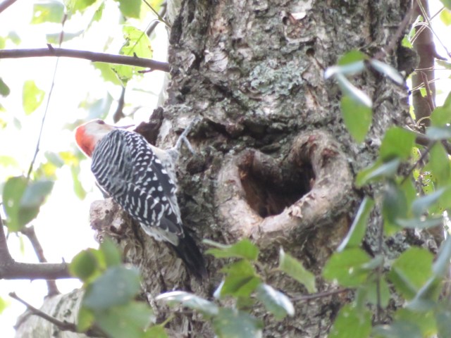 red-bellied woodpecker on tree with heart-shaped cavity